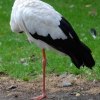 13_Stork på ett ben