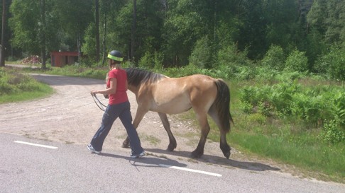 CAHOMs Nordsvenska brukshäst Dolly tränas i Simlångsdalen