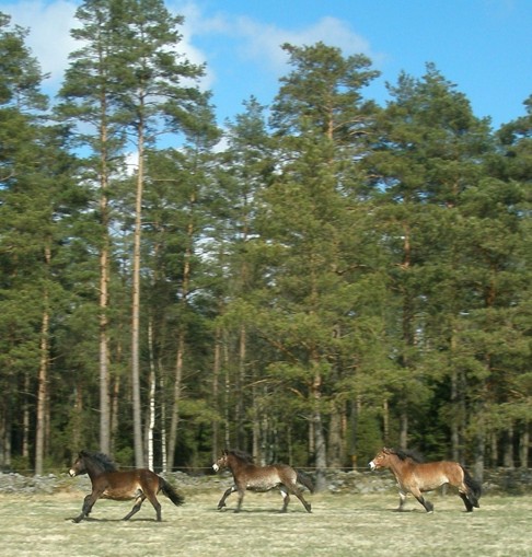 Skallinge gårds turridningshästar  nordsvensk brukshäst