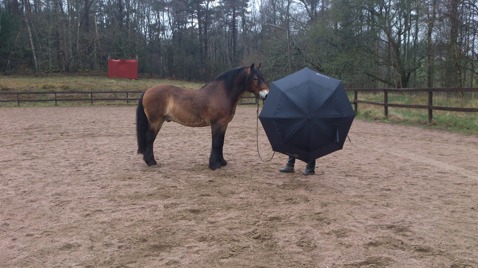 Paraply är något som kan få vilken häst som helst att ta till flykt.. det gäller att närma sig och låta hästens nyfikenhet ta över... Låta hästen komma mot  och följa med.