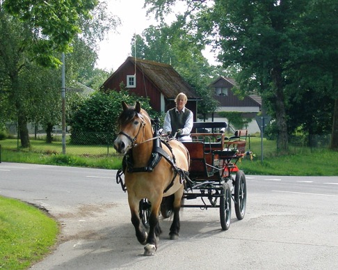 Bröllopskörning i Simlångsdalen med nordsvenska stoet Liiv.