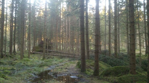 Stormen Gorm drog in i Skallinge Gårds skog och efter inventering kan vi konstatera ett 60-tal träd fallit. Stormen Gorm drog in i Skallinge Gårds skog och efter inventering kan vi konstatera ett 60-tal träd fallit.