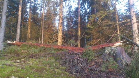 Plockepinn på spridda platser i vår skog lämnade Gorm efter sig. Vi är tacksamma att det ej blev fler träd som föll. Plockepinn på spridda platser i vår skog lämnade Gorm efter sig. Vi är tacksamma att det ej blev fler träd som föll.