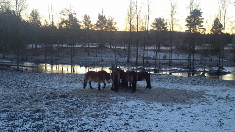 Vinter hos hästarna på Skallinge Gård, Simlångsdalen