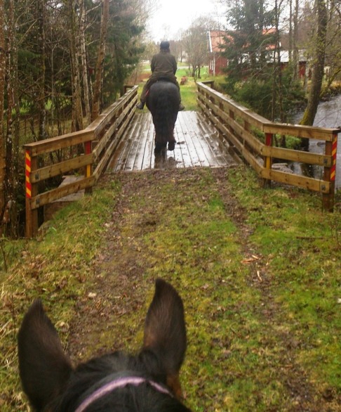 Den här träbron var lite såphal idag men hästarna traskade över. Den här träbron var lite såphal idag men hästarna traskade över.