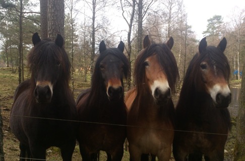 Molly, Fanny, Dolly och Frida Molly, Fanny, Dolly och Frida