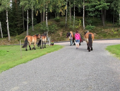 Gästerna var hästvana och tog hand om hästarna både före och efter turen.