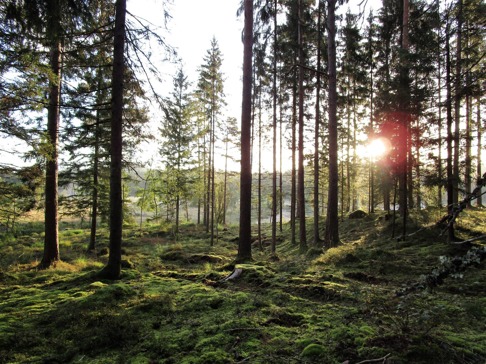 Morgonpromenad i fantastiska natursköna Skallinges Gårds skog i Simlångsdalen
