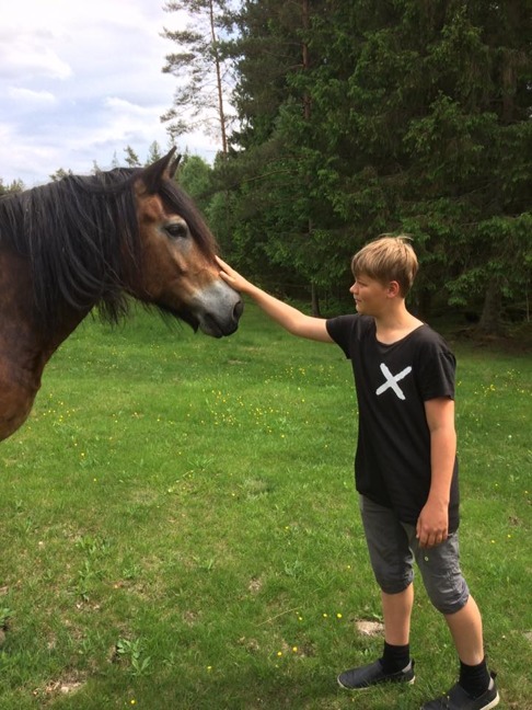 Klappa en nordsvensk häst ingår när man firar nationaldagen som också är nordsvenska hästens dag. Klappa en nordsvensk häst ingår när man firar nationaldagen som också är nordsvenska hästens dag.