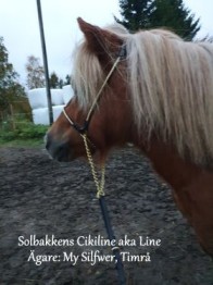 Visningsgrimma till Shettis/Arab