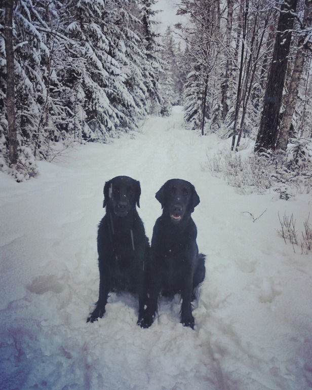 DET SNÖÖÖÖÖÖÖÖÖAR!! DET SNÖÖÖÖÖÖÖÖÖAR!!
