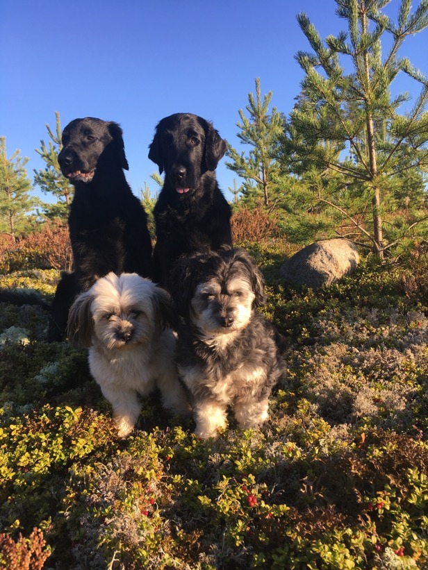 4 underbara töser. Ni är bra goa :) 4 underbara töser. Ni är bra goa :)