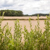 Vuxen-barnläger 8 - 10 aug 2026