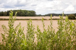 Pappa-barnläger 14-16 aug 2026