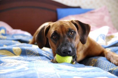 Stella