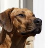 Esther