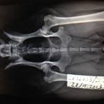 Beyla röntgen