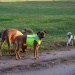 Promenad  julafton
