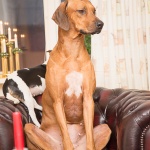 Esther vanliga  pose i fåtöljen