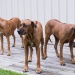 Stella, Buster o sally