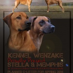 Stella & Memphis