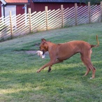 Esther på lekhumör