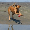 Stella: Fotbollstalangen :)