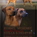 Stella & Memphis