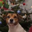Beyla firar jul 2014