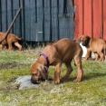 Dexter 