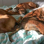 Dexter med Kingly och hundkompis