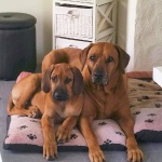 Dexter & Kingly