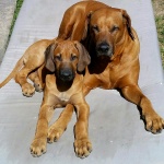 Dexter med sin "brorsa" Kingly