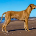 Enzi