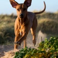 Kolla så här ser en Faraohund ut