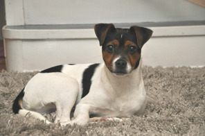 Wenzake Busige Bob (Zorro)
