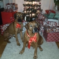 Wenzake  Love Joy Dexter