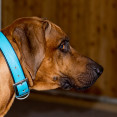 Dexter snart 2 år...