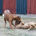 Dior & Nala