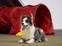 Här ligger VERA och väntar på Agility start Här ligger VERA och väntar på Agility start
