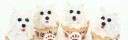 bensinmack öppet dygnet runt malmö hundmuffins, hundcupcakes, kalas med hundtema, hundar på muffins