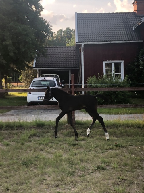 Genesee S.H e: Balou du Rouet u: Aranka Genesee S.H e: Balou du Rouet u: Aranka