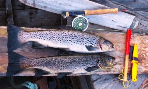 Årets fångst 3,4 kg på fluga, Öresjön Särna (2024-07-19). Årets fångst 3,4 kg på fluga, Öresjön Särna (2024-07-19).