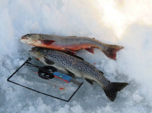 Våren kommer, mormyskafångst på Näcksjön 17/2 - 2018. Våren kommer, mormyskafångst på Näcksjön 17/2 - 2018.