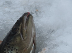 2018-02-18 Öring på mormyska 1,6 kg, från Näcksjön.. 2018-02-18 Öring på mormyska 1,6 kg, från Näcksjön..