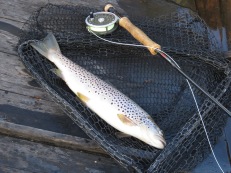 2018-07-09 Torrflugeöring på Green Sedgehog: 14. 2018-07-09 Torrflugeöring på Green Sedgehog: 14.