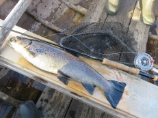 Rejäl öring på fluga i Öresjön Särna, 2,1 kg, 14/8 - 2018 Rejäl öring på fluga i Öresjön Särna, 2,1 kg, 14/8 - 2018