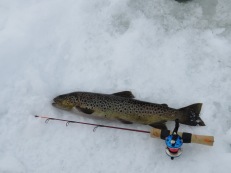 Den 17/2- 2019 var det trögt, men K. A. fick en kilosöring på röd mormyska. Den 17/2- 2019 var det trögt, men K. A. fick en kilosöring på röd mormyska.
