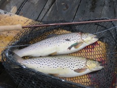 Flugöringar, 1,6 kg i håven på Näcksjön den 9/8 - 2019. Flugöringar, 1,6 kg i håven på Näcksjön den 9/8 - 2019.