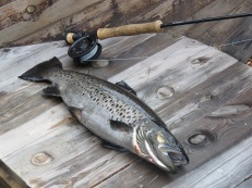 Öring fångad på fluga i Öresjön Särna, 2 kg, 30/8 - 2019 Öring fångad på fluga i Öresjön Särna, 2 kg, 30/8 - 2019